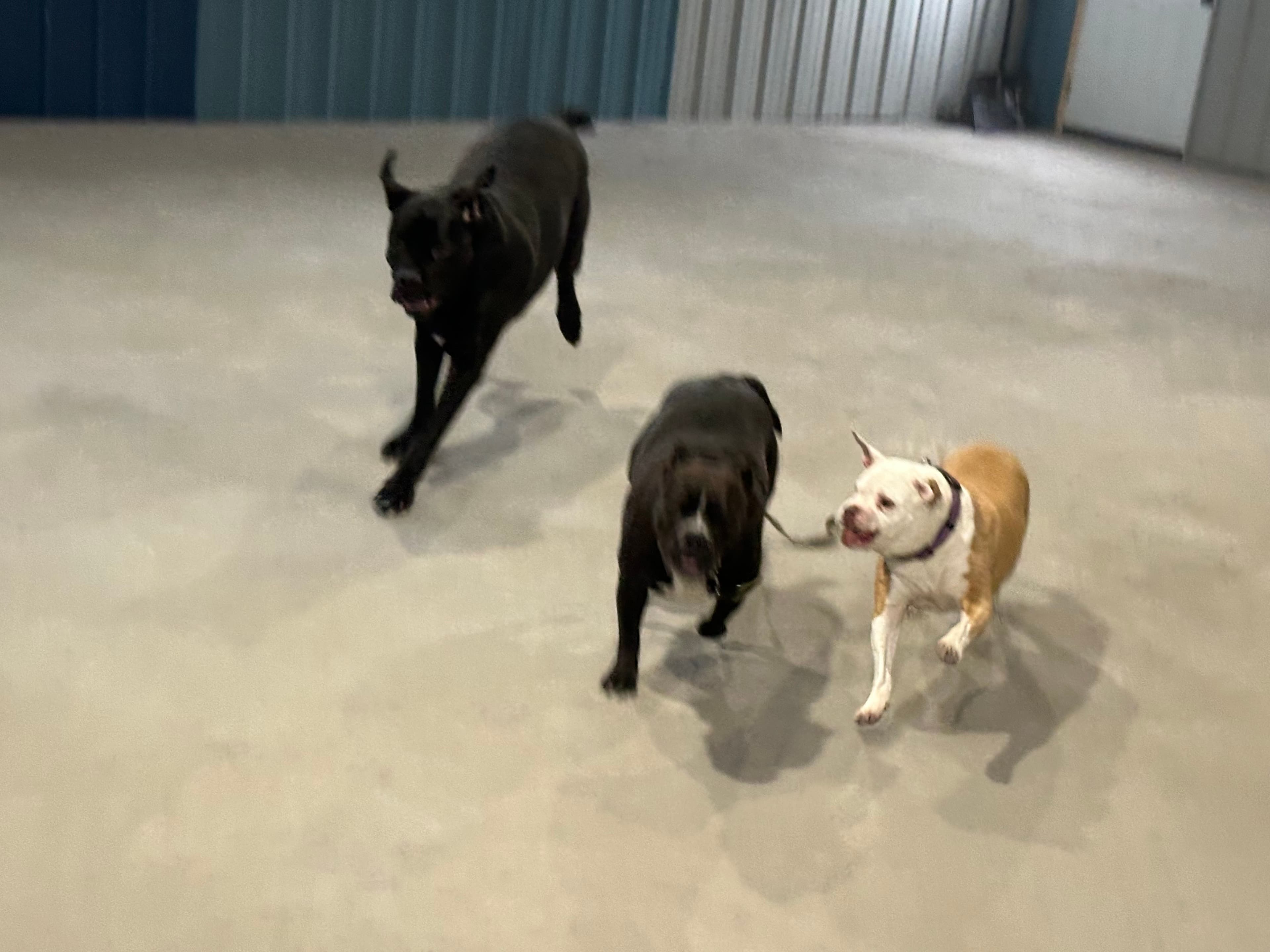 Dog at K9 Rescue and Rehab