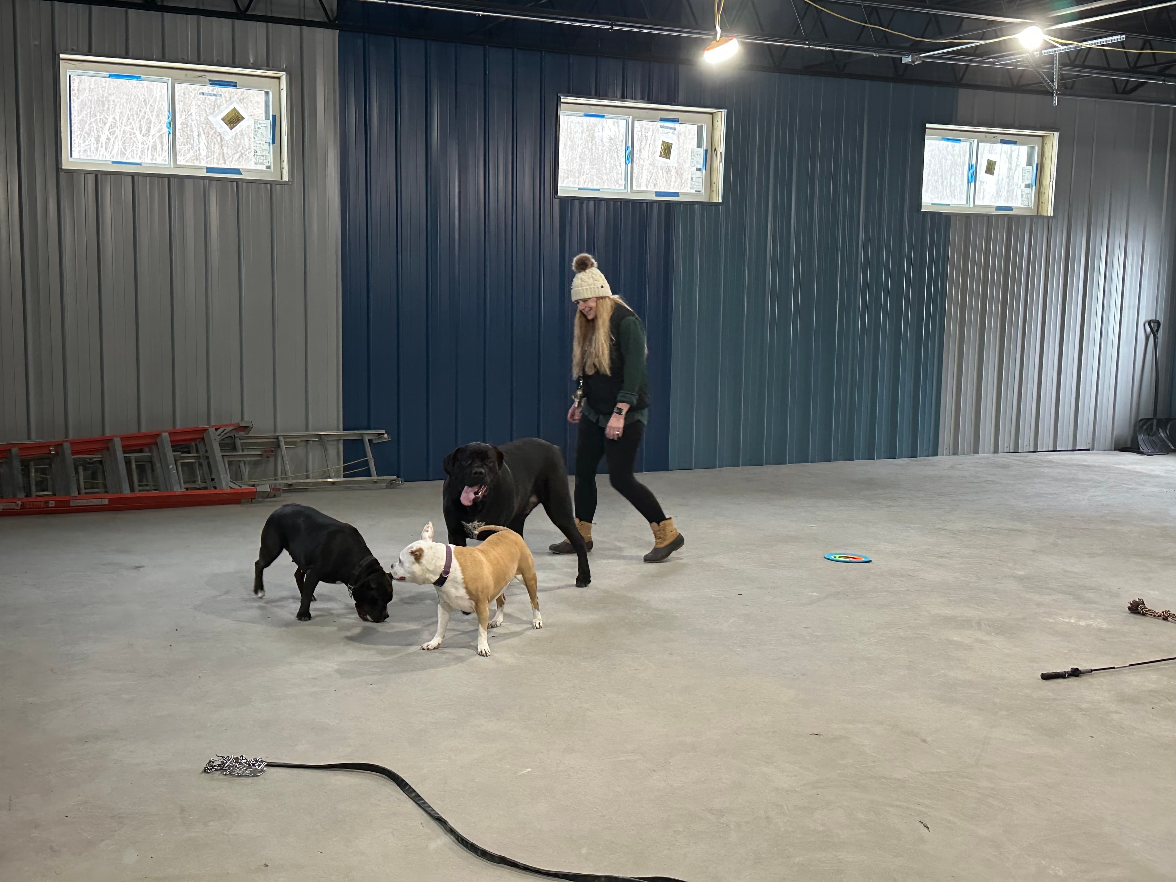 Dog at K9 Rescue and Rehab