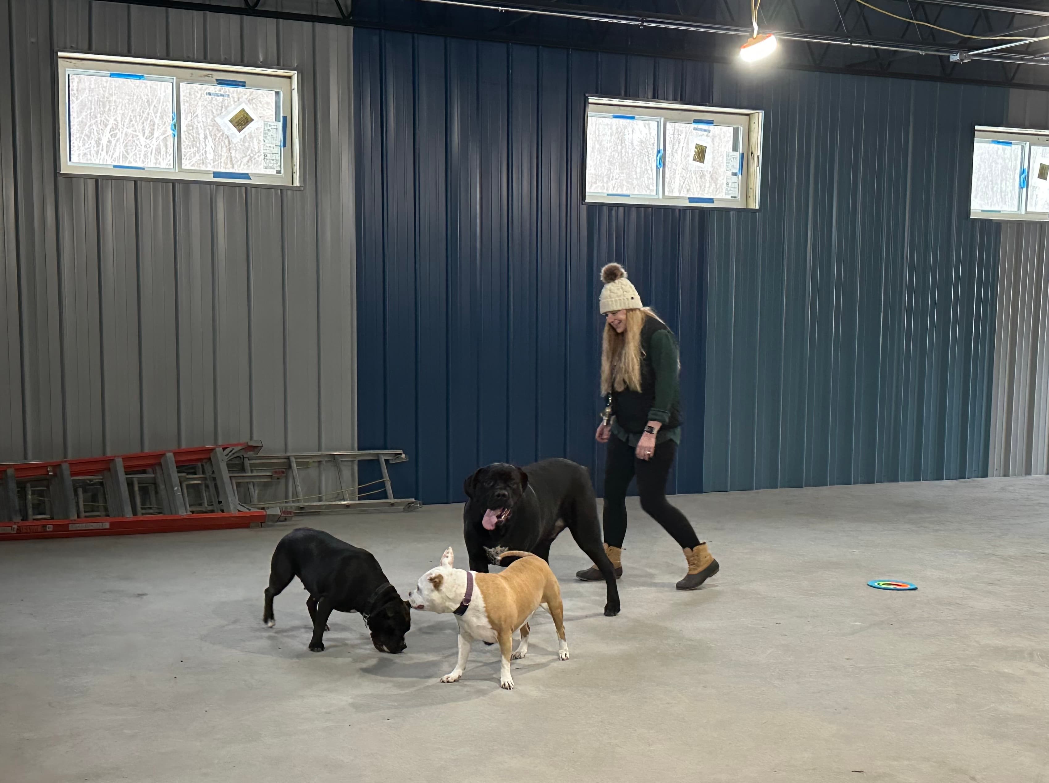 Dog at K9 Rescue and Rehab