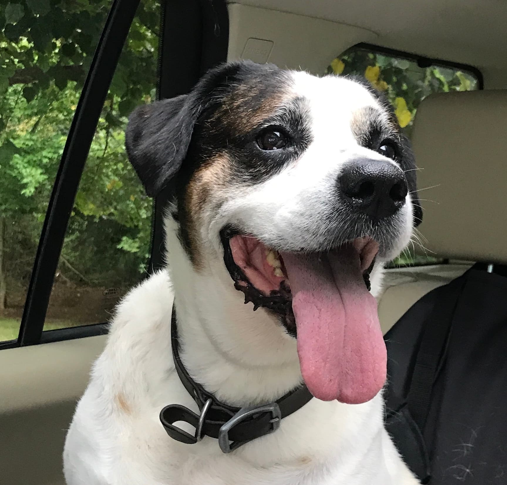 Dog at K9 Rescue and Rehab