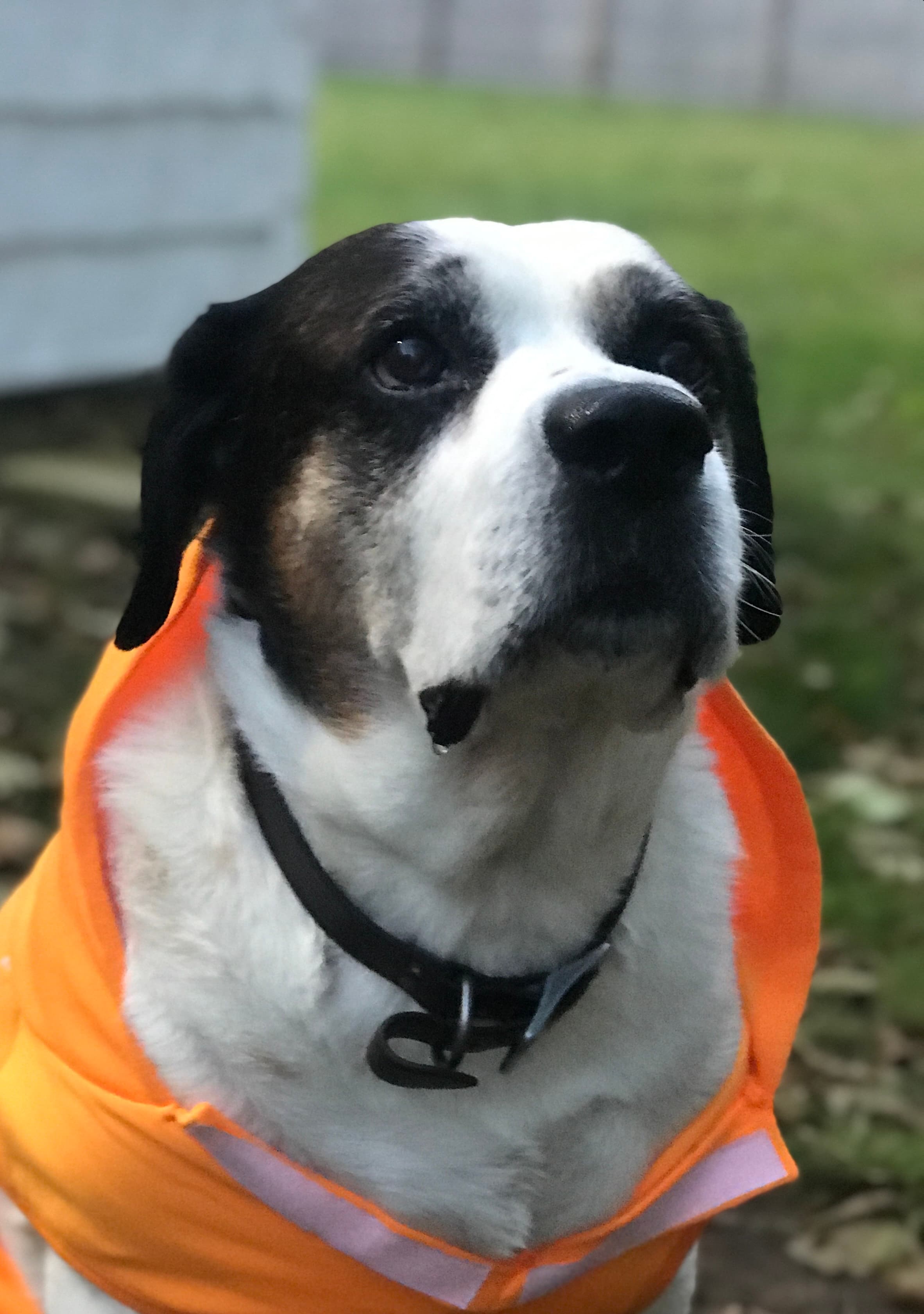 Dog at K9 Rescue and Rehab