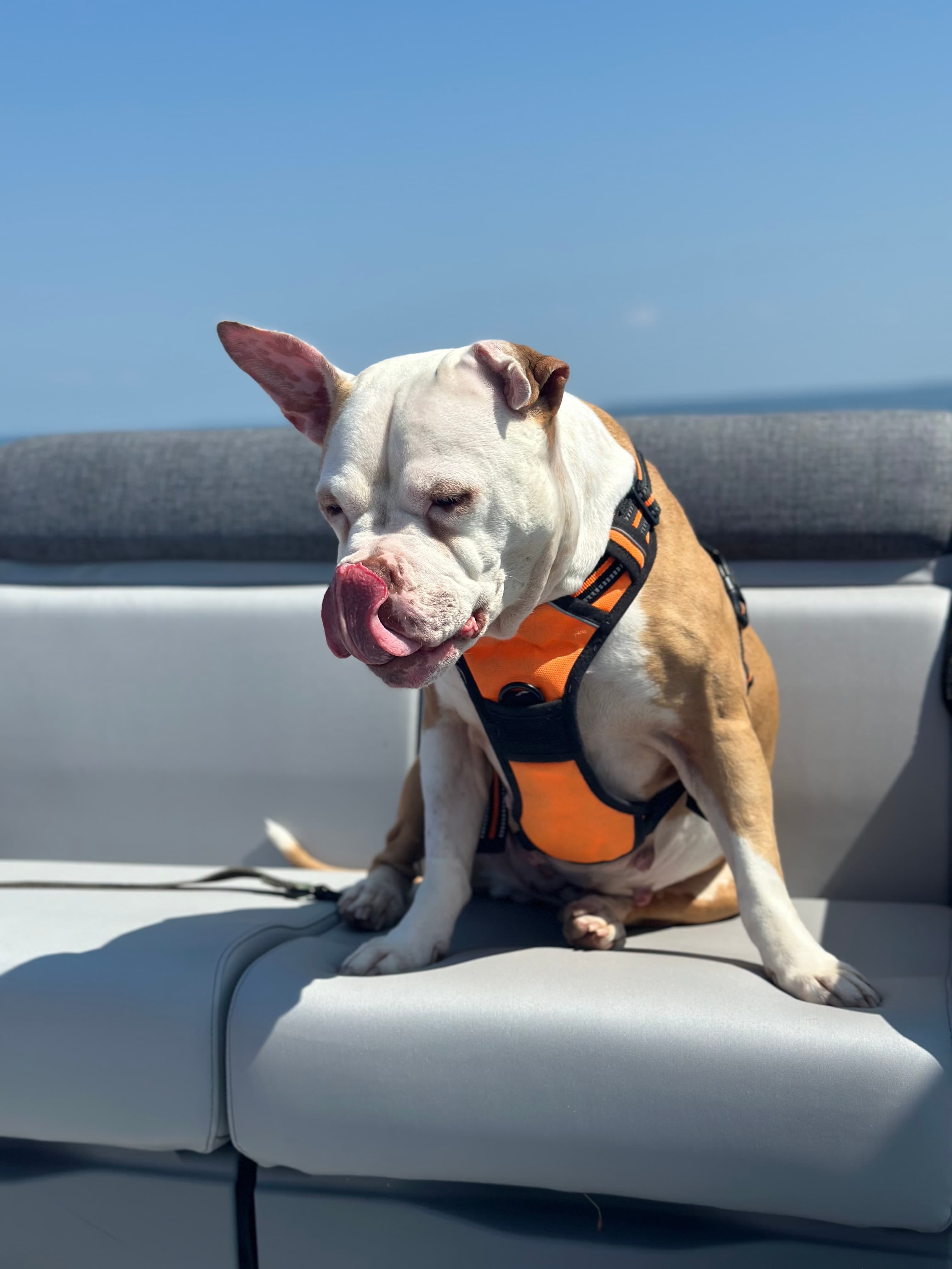 Dog at K9 Rescue and Rehab