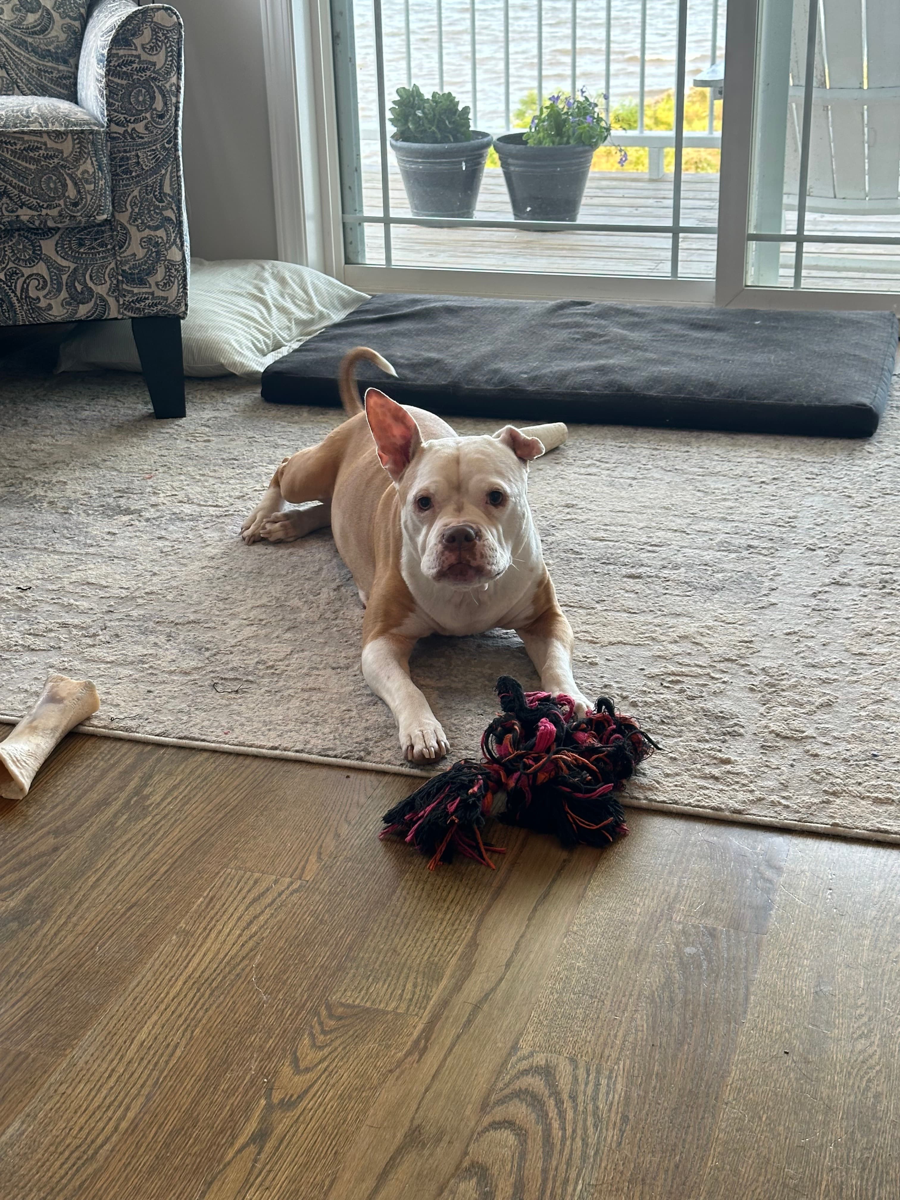 Dog at K9 Rescue and Rehab