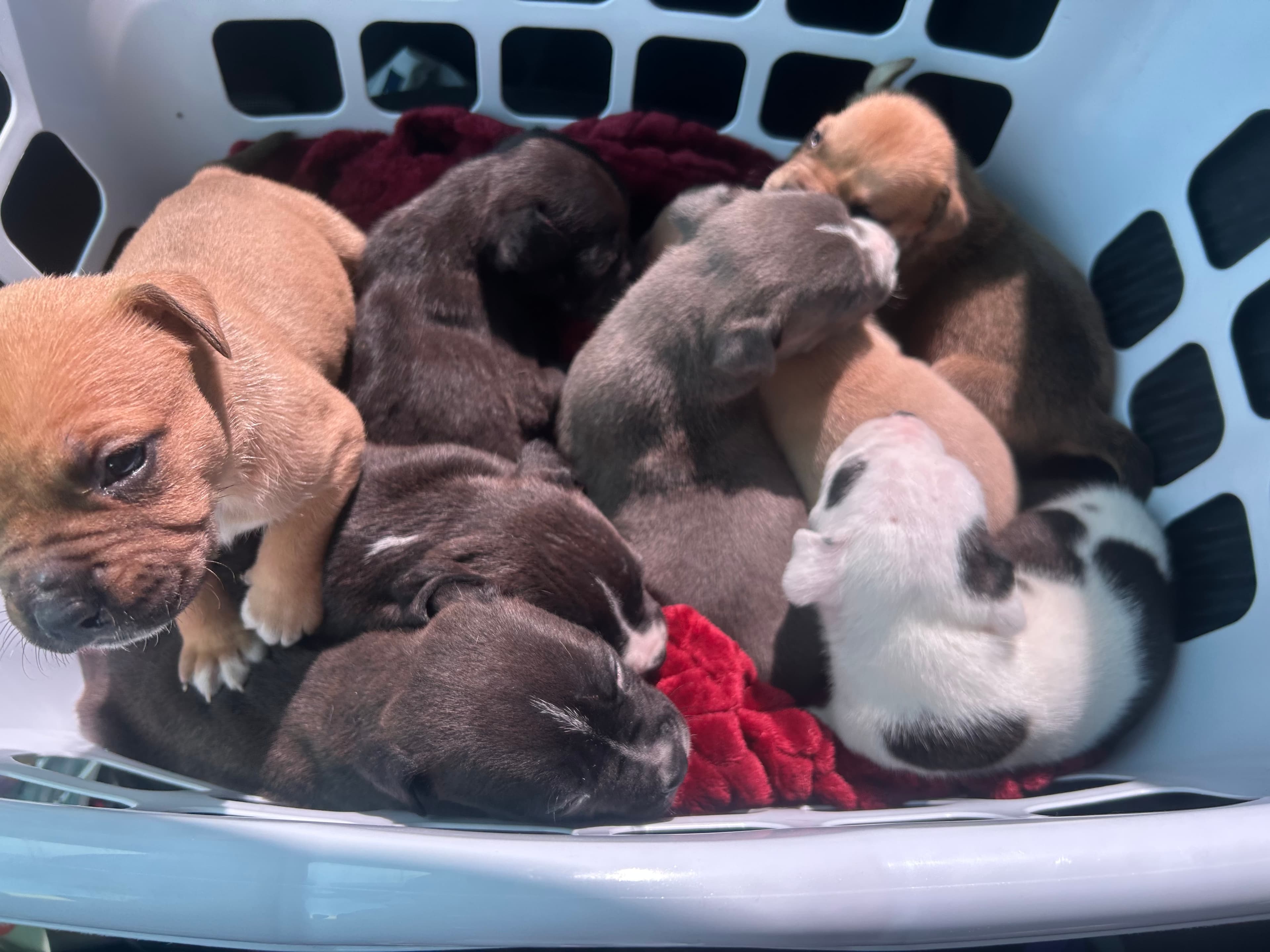 Dog at K9 Rescue and Rehab