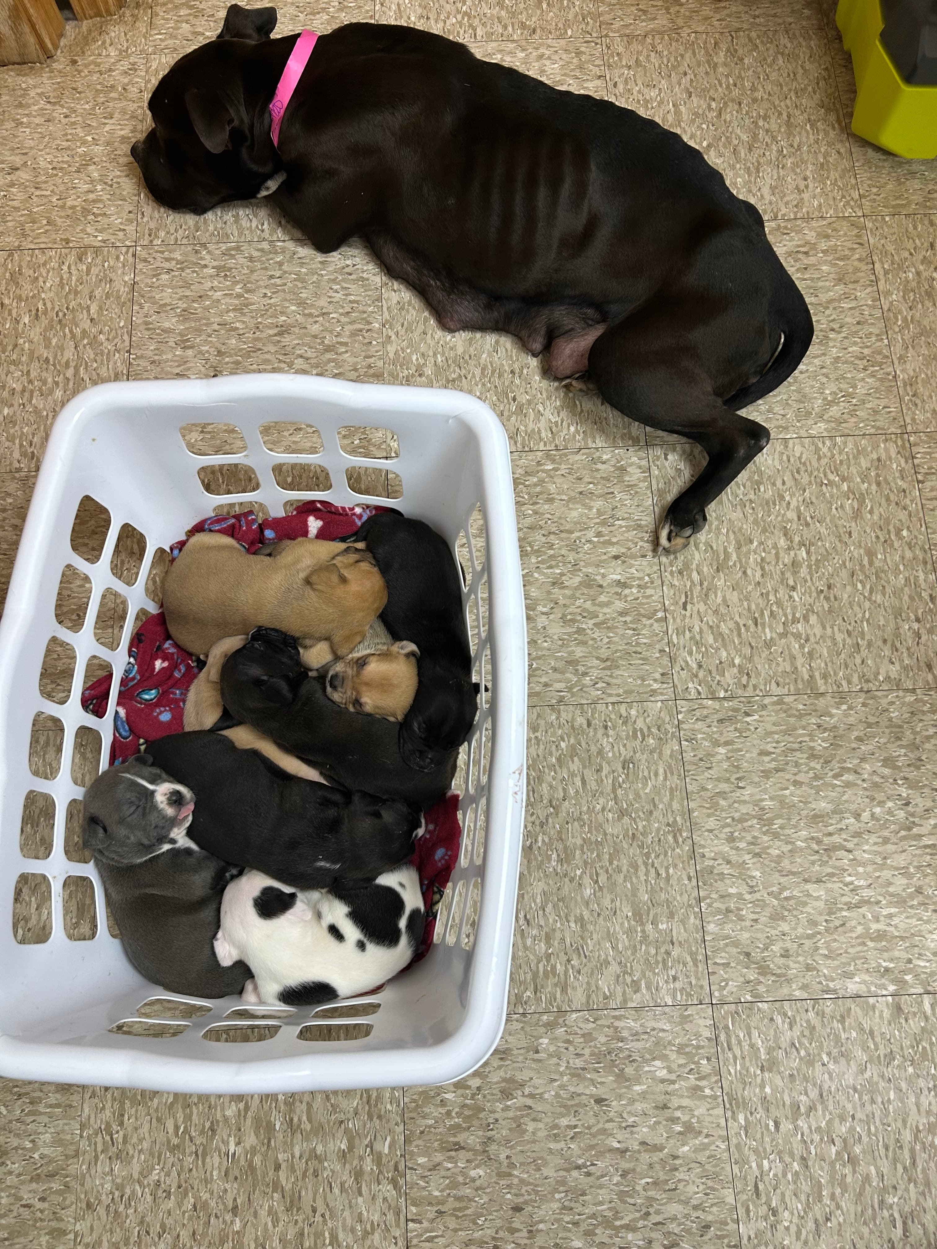 Dog at K9 Rescue and Rehab