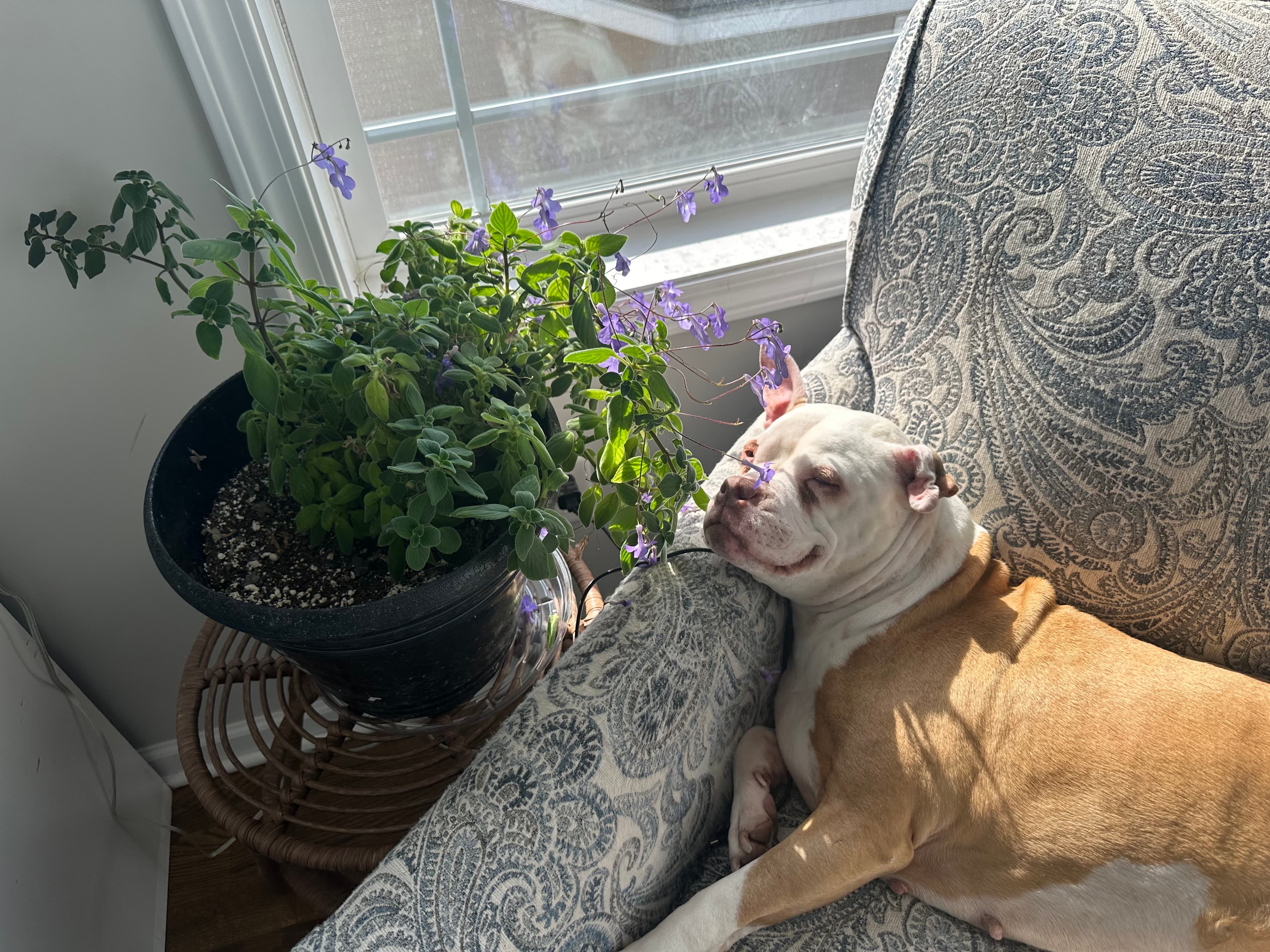 Dog at K9 Rescue and Rehab