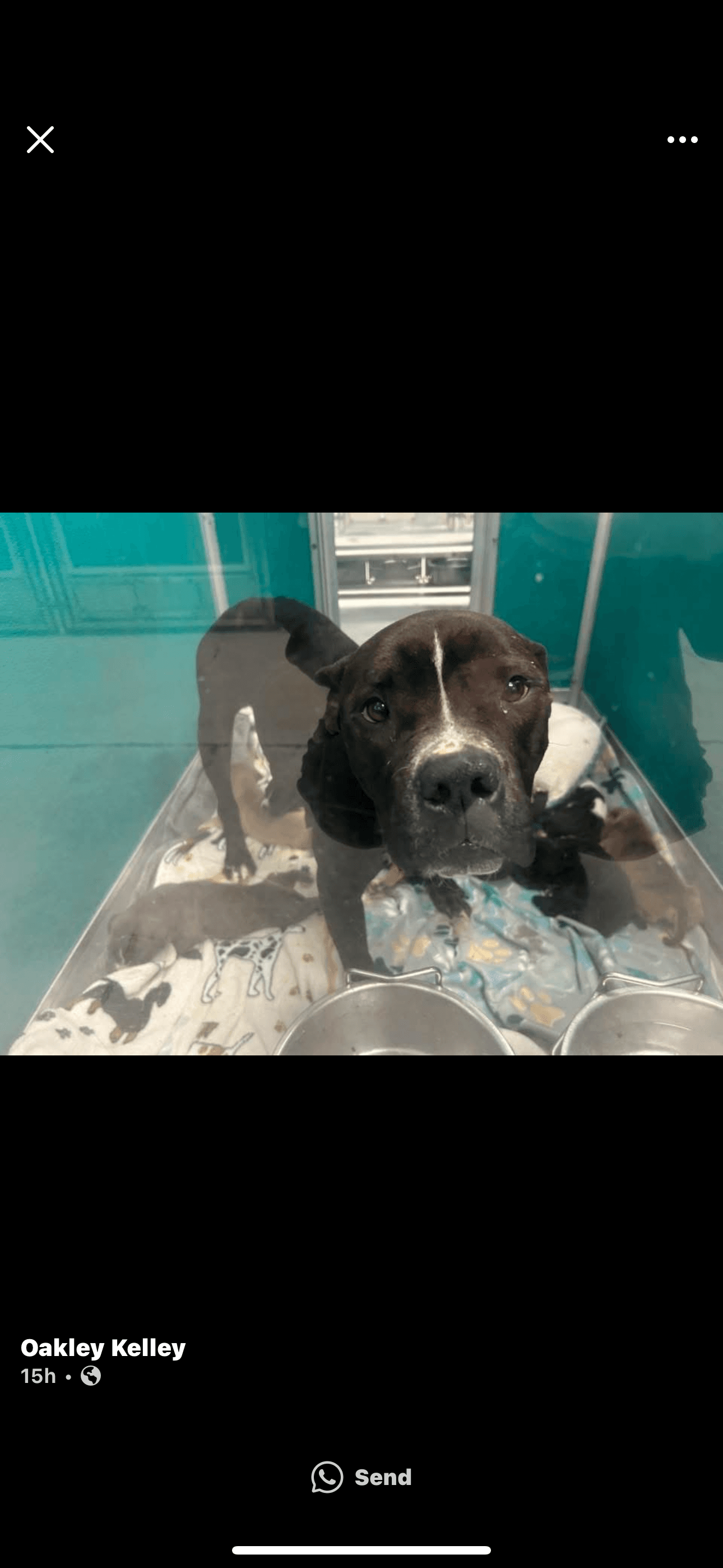 Dog at K9 Rescue and Rehab