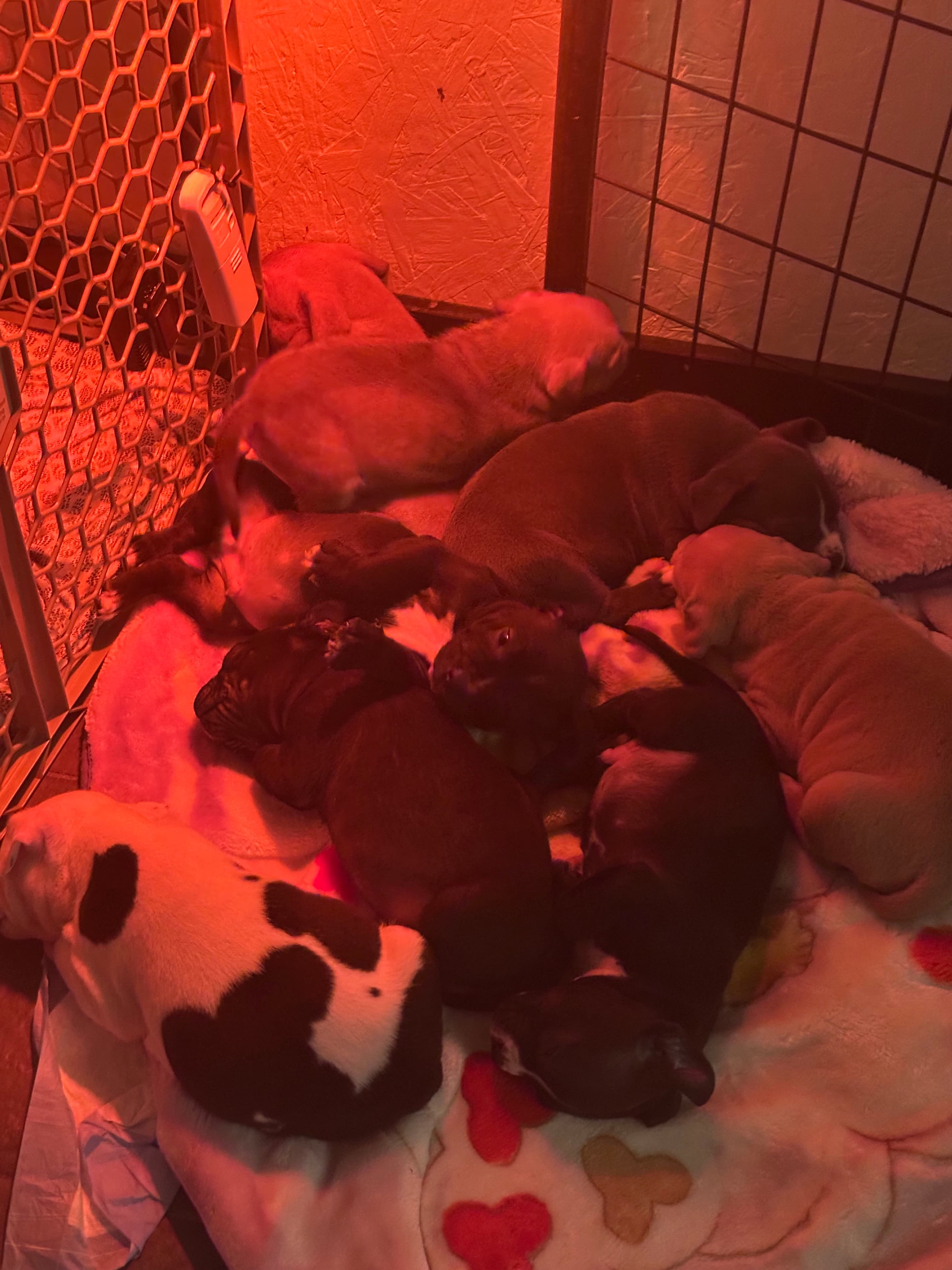 Dog at K9 Rescue and Rehab